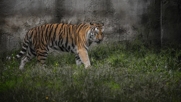 Tigre avança cautelosamente no prado — Fotografia de Stock