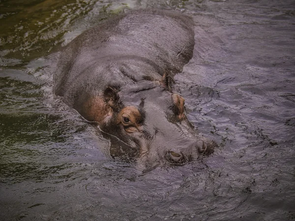 Close-up de um grande hipopótamo — Fotografia de Stock