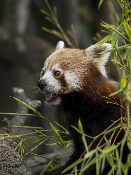 Portrait of a red panda — Stock Photo, Image