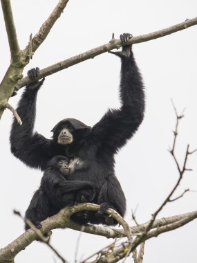 Siamang gibbon, anne ve yavrusu