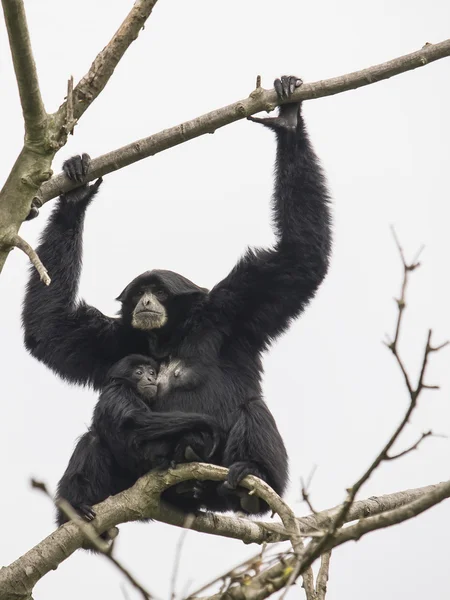 Siamang gibbon, mother and cub — Stock Photo, Image