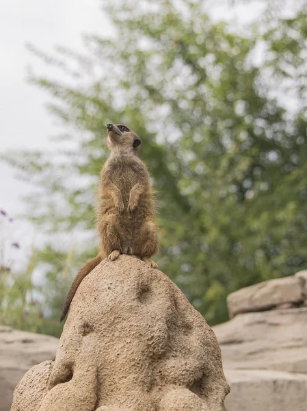 Meerkat (Suricata suricatta) — Stock Photo, Image