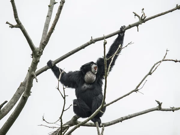 Siamang gibbon on the tree — Stock Photo, Image