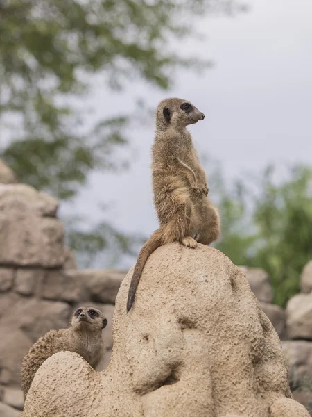 Meerkat (Suricata suricatta) — Stock Photo, Image