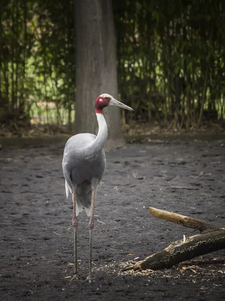 クレーンのアンティゴネ、野生動物 — ストック写真