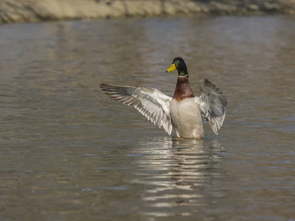 Stockente (Anas platyrhynchos)) — Stockfoto