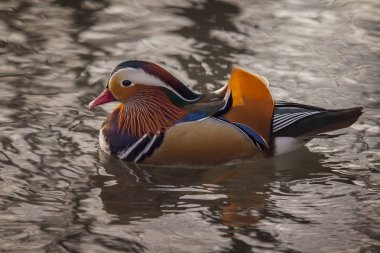 anatra mandarina (Aix galericulata)