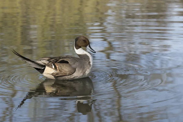 Codon anas acuta — Stockfoto