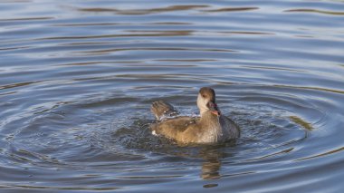 Fistione Turco Netta rufina