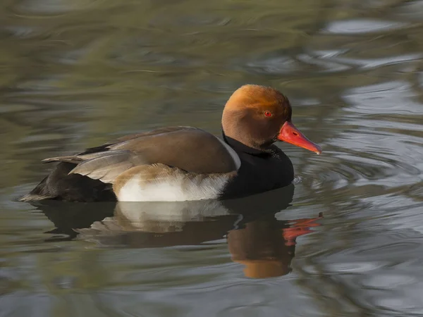 Netta rufina, Pochard de crista vermelha — Fotografia de Stock