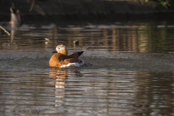 Canard roux dans un jet d'eau — Photo