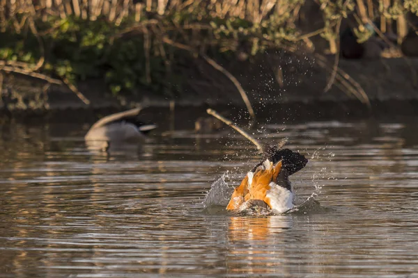 Plongées Ruddy Shelduck pour poissons — Photo