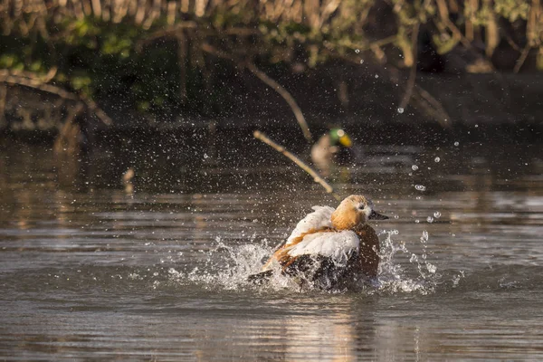 Canard roux à l'atterrissage sur l'eau — Photo