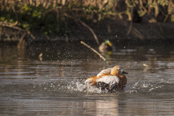 Canard roux à l'atterrissage sur l'eau — Photo