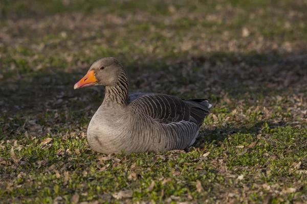 Greylag goose - Anser anser — Stock Photo, Image