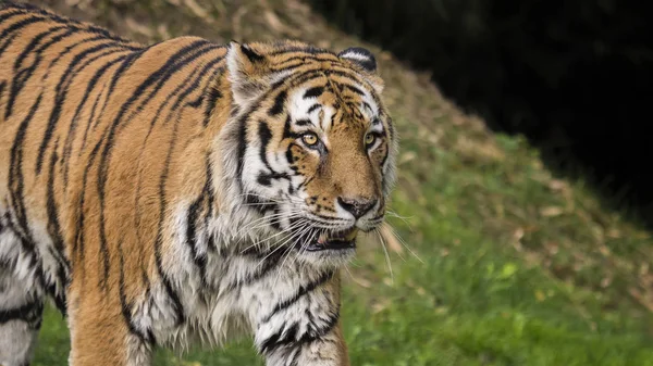 Крупный план красивого тигра — стоковое фото