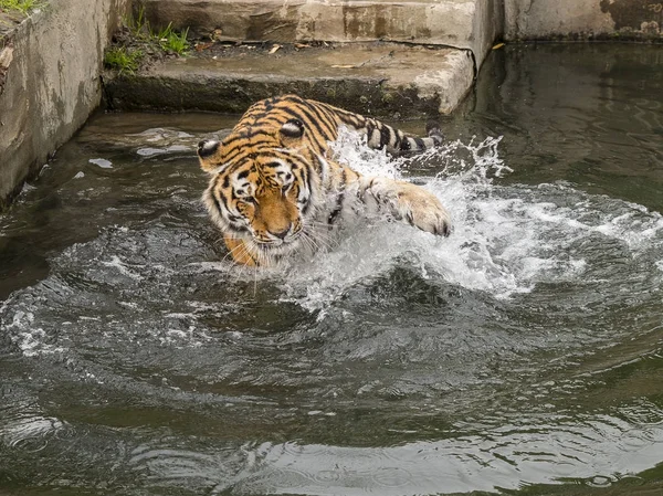 Tiger spielt im Wasser — Stockfoto