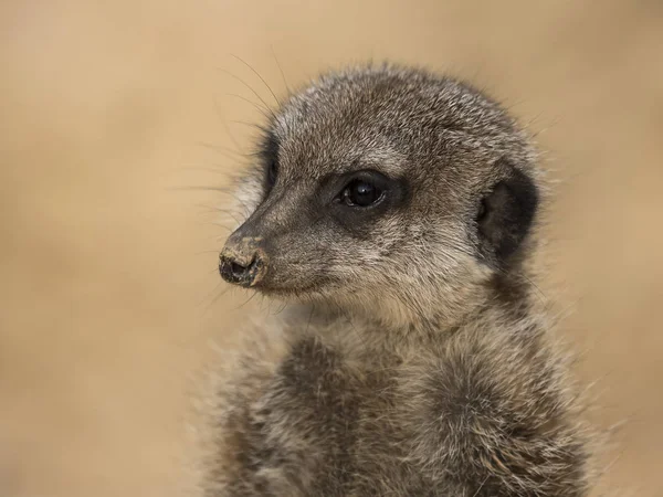 portrait of an alert meerkat