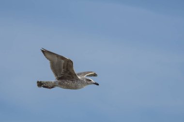 martı kanatlı uçuşta dağılın