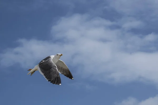 Seagull in flight with wings spread out — Stock Photo, Image