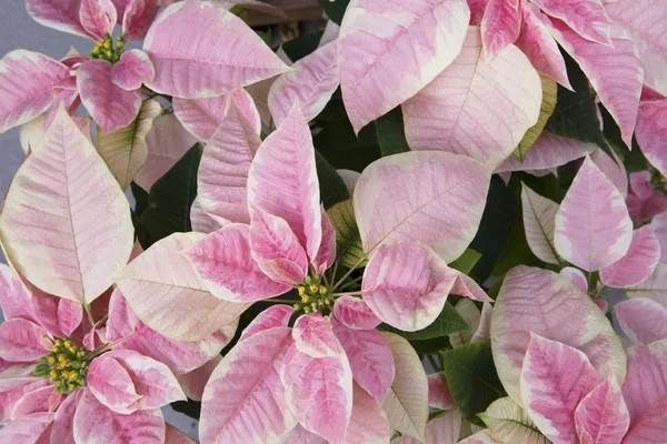 Bright pink poinsettia or christmas flower — Stock Photo, Image