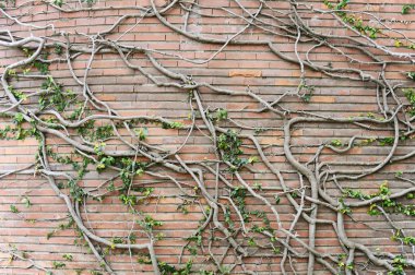 Üzüm arka plan dokusu ile eski kırmızı tuğla duvar