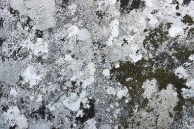 Moss arka plan dokusu ile gri granit kaya