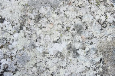 Moss arka plan dokusu ile gri granit kaya