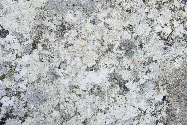 Gris roca de granito con textura de fondo de musgo — Foto de Stock