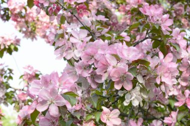 güzel pembe kiraz ağaçları çiçek