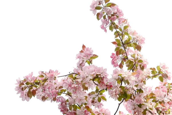 Mooie roze kersenbloesem bloemen — Stockfoto