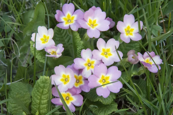 Beautiful violet spring wild flowers — Stock Photo, Image