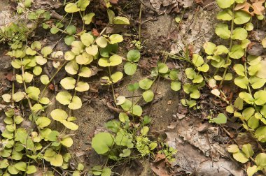 Güzel parlak yeşil orman