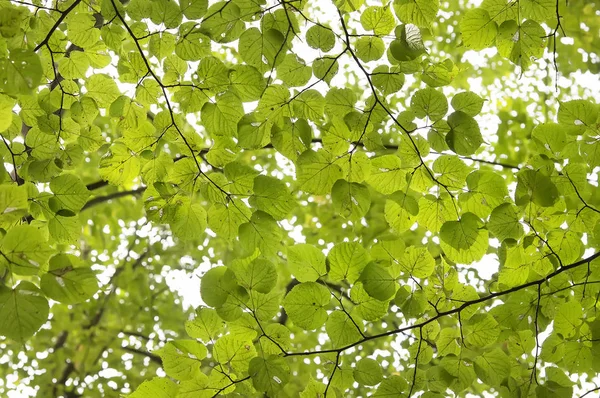 Hermoso bosque verde brillante — Foto de Stock