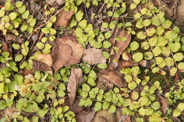 Hermoso bosque verde brillante — Foto de Stock