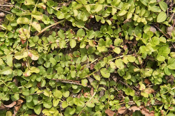 Schöner leuchtend grüner Wald — Stockfoto