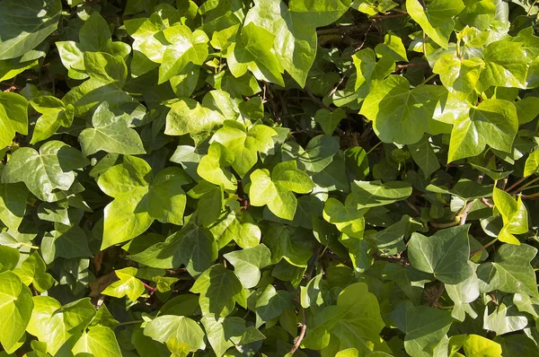 Lindas folhas verdes brilhantes no início da primavera fundo — Fotografia de Stock