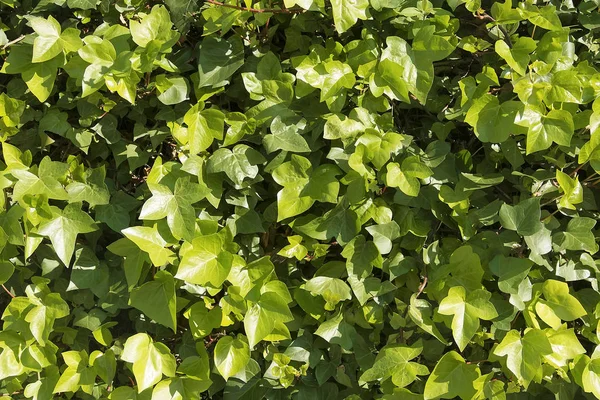 Beautiful bright green leaves in early spring background — Stock Photo, Image