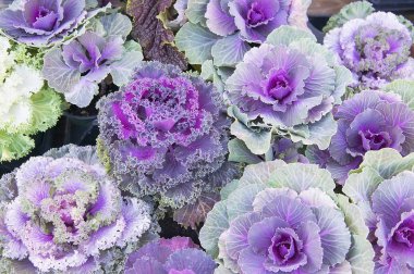 Renkli parlak bahar dekoratif lahana