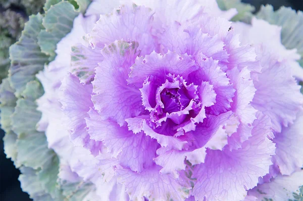 Renkli parlak bahar dekoratif lahana