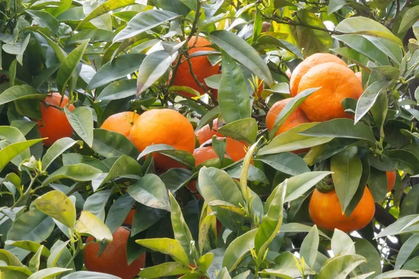 Helder oranje mandarijnen op een boom — Stockfoto