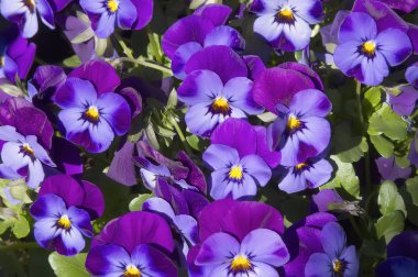 Güzel parlak mor bahar hanım evlatları