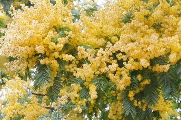 Vackra ljusa gula våren mimosa — Stockfoto