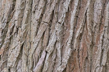 eski ağaç kabuğu arka plan dokusu