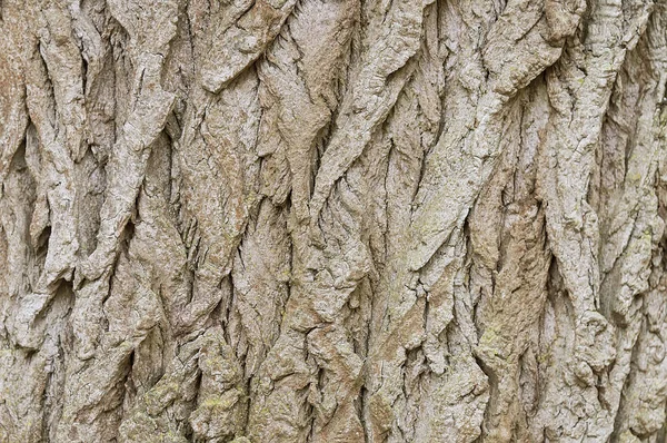 Textura de fondo de corteza de árbol viejo — Foto de Stock