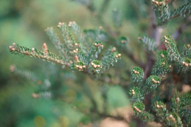 Bahar ormanında yemyeşil