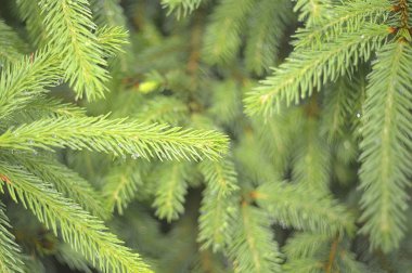 Güzel köknar dalları ve su damlaları