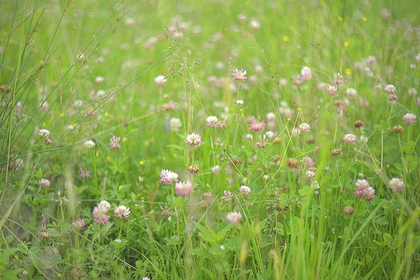 Beautiful clover field in Ukraine — Stock Photo, Image