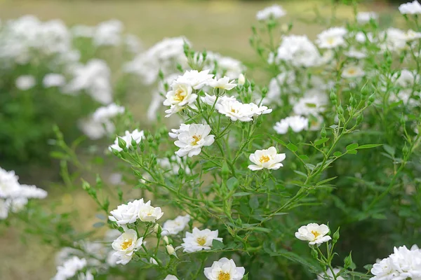 White summer roses close up — Stock Photo, Image