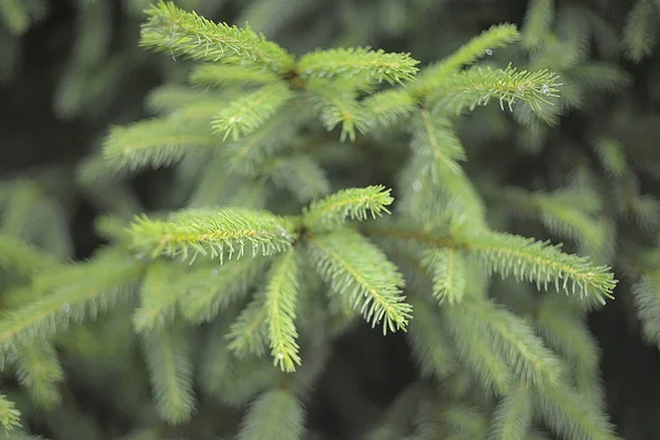 Beautiful evergreen fir tree branches with water drops — Stock Photo, Image